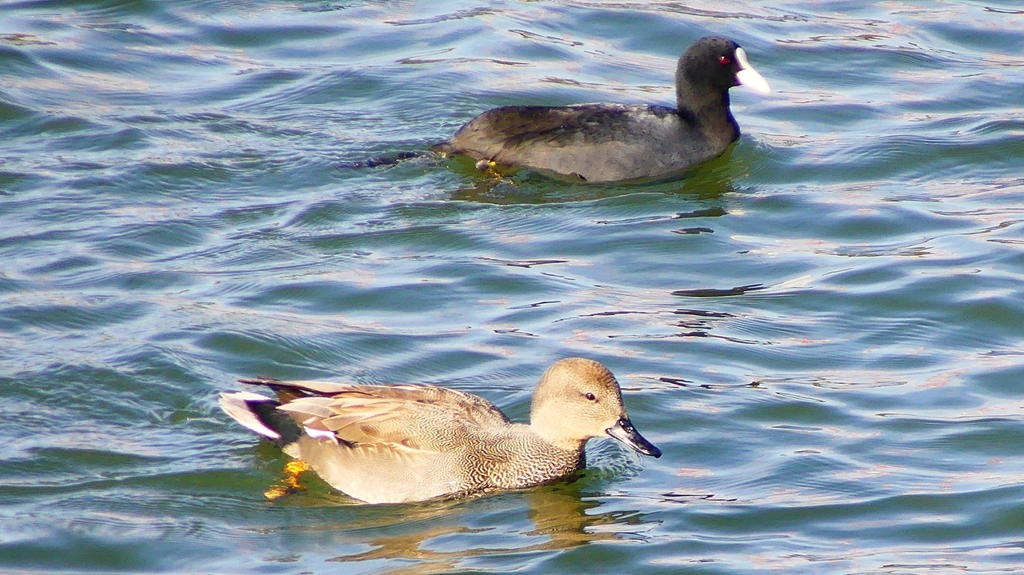 P2410572：オカヨシガモ、オオバン