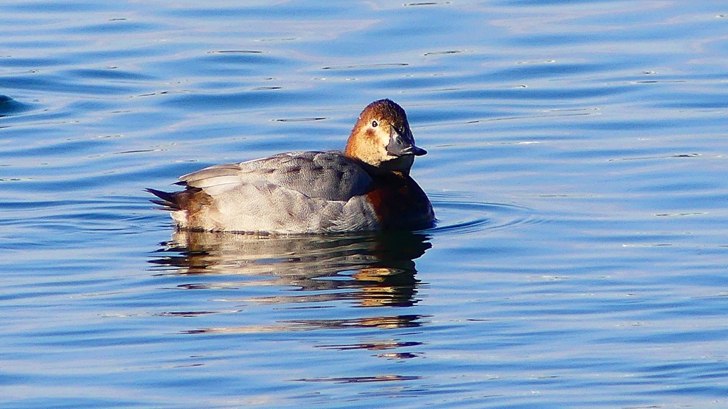 P2380444：ホシハジロ（メス）