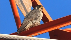 DSCN3751：ハヤブサ