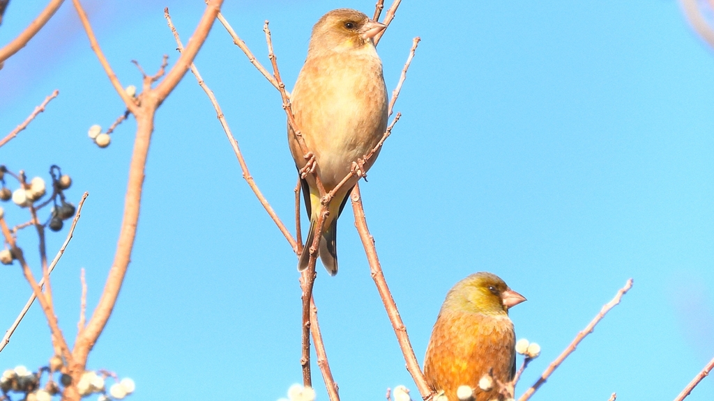 DSCN6526：カワラヒワ