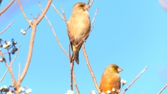 DSCN6526：カワラヒワ