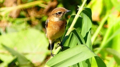 P2300342：ノビタキ