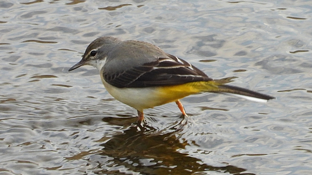 DSCN3561：キセキレイ