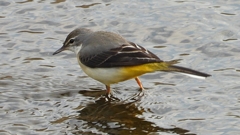 DSCN3561：キセキレイ