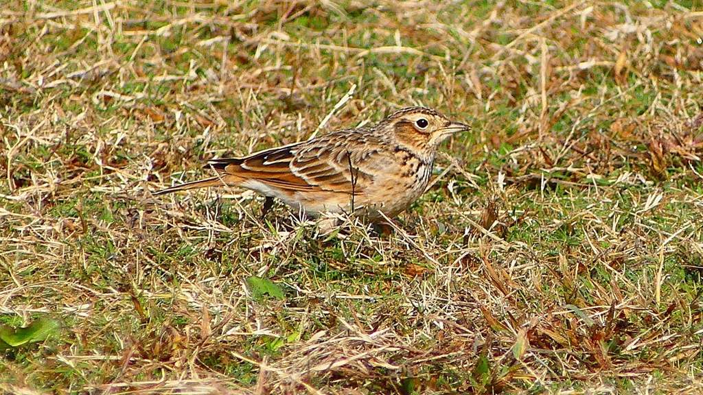 P2350726：ヒバリ