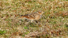 P2350726：ヒバリ