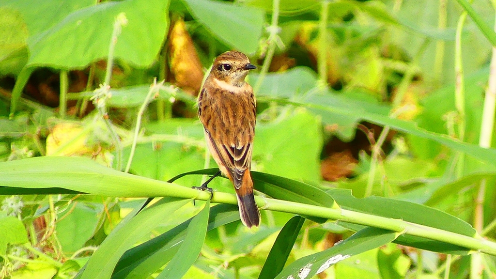 P2290403：ノビタキ