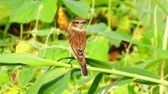 P2290403：ノビタキ