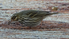 DSCN8248：ビンズイ