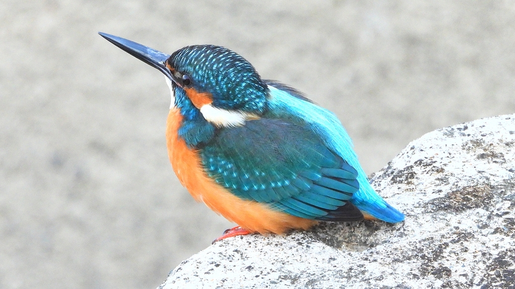 DSCN6390：カワセミ（オス）