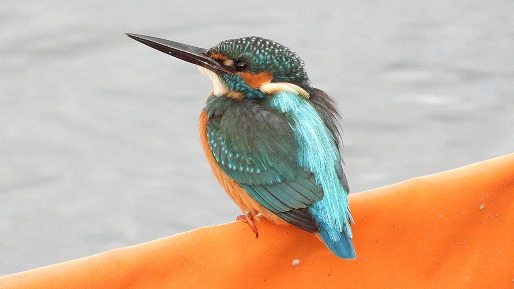 DSCN0608：カワセミ（オス）