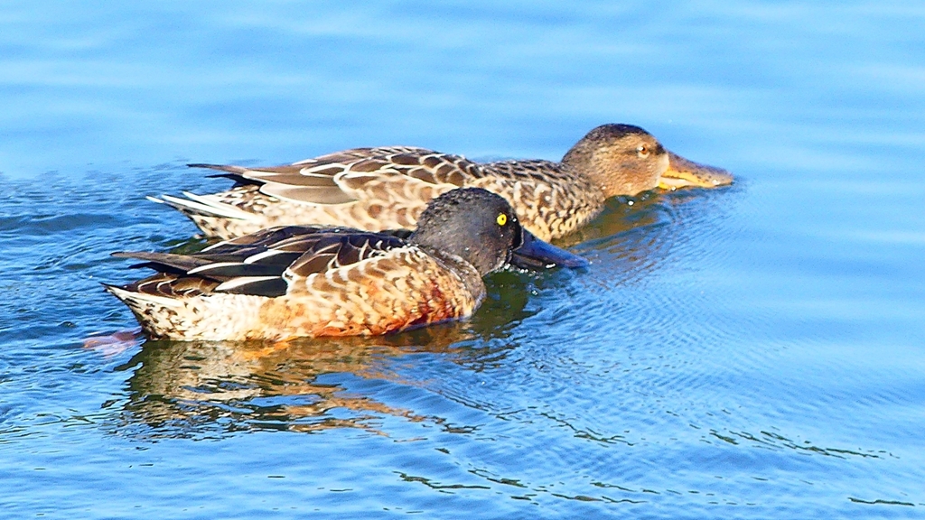 P2360046：ハシビロガモ