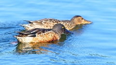 P2360046：ハシビロガモ