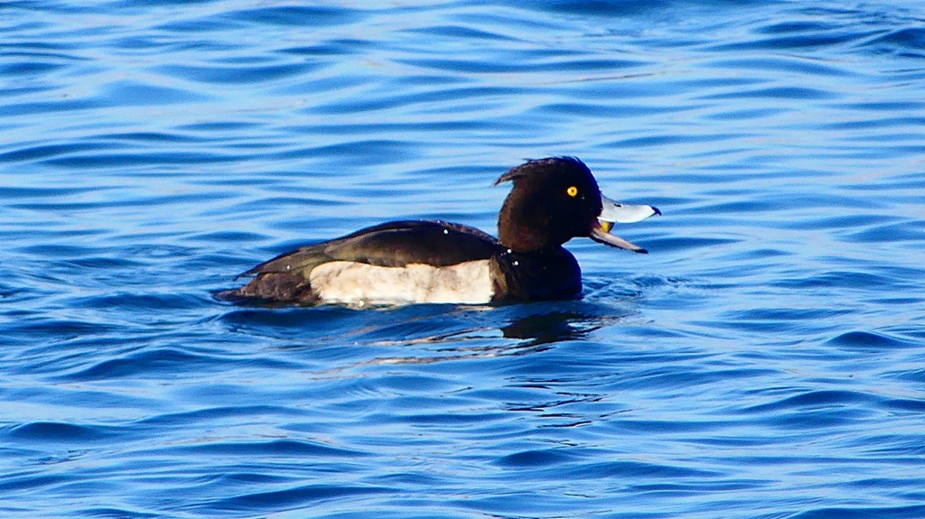 P2380244：キンクロハジロ（オス）