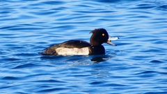 P2380244：キンクロハジロ（オス）