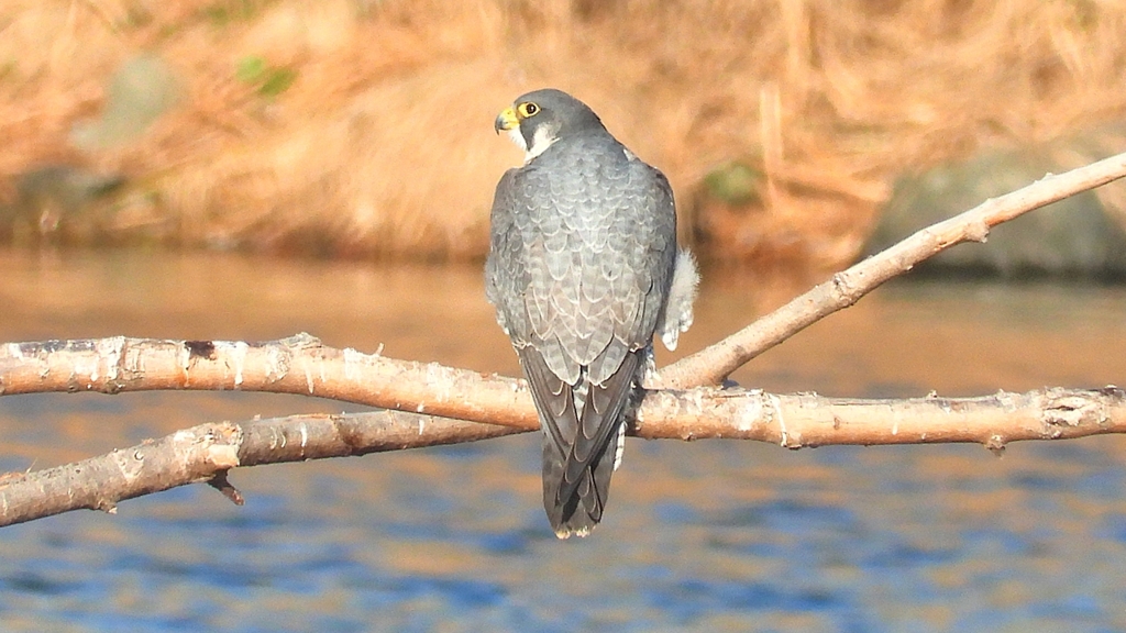 DSCN1476：ハヤブサ