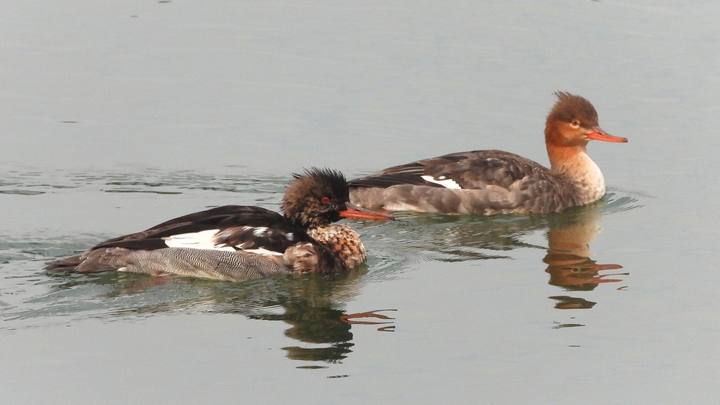 DSCN7258：ウミアイサ