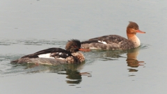 DSCN7258：ウミアイサ