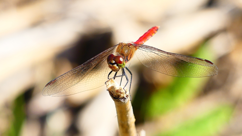 P2330479：アキアカネ（オス）