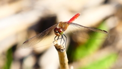 P2330479：アキアカネ（オス）