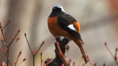 DSCN6164：ジョウビタキ（オス）