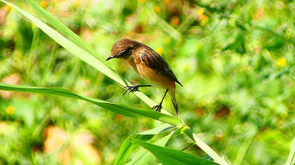 P2300223：ノビタキ