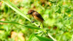P2300223:ノビタキ P2300223:ノビタキ
