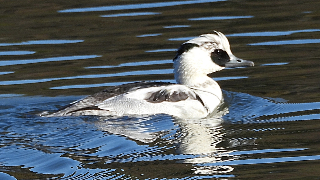 DSCN4915：ミコアイサ（オス）