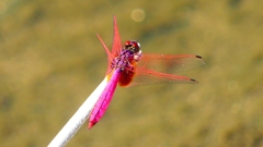 P2270237:ベニトンボ(オス) P2270237:ベニトンボ(オス)