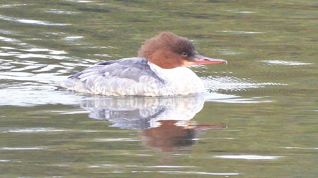 DSCN3520：カワアイサ（メス）