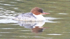 DSCN3520：カワアイサ（メス）