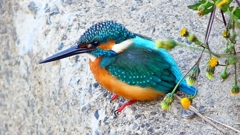 P2410241：カワセミ（オス）