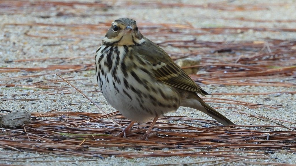 DSCN8234：ビンズイ