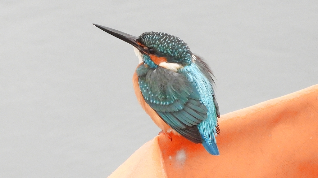 DSCN3373：カワセミ（オス）