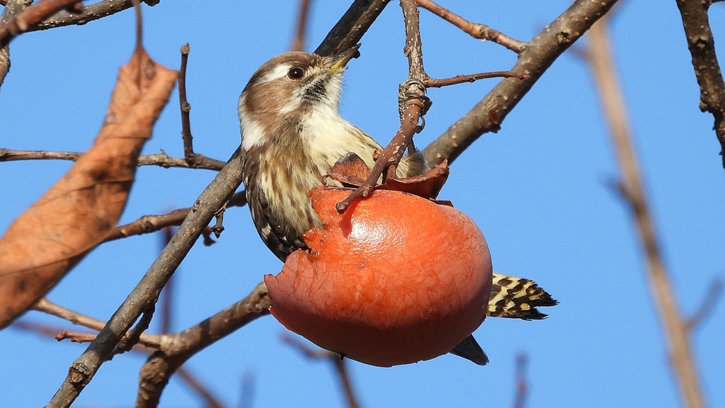 DSCN8664：コゲラ