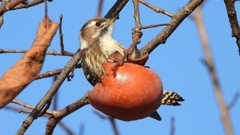 DSCN8664：コゲラ