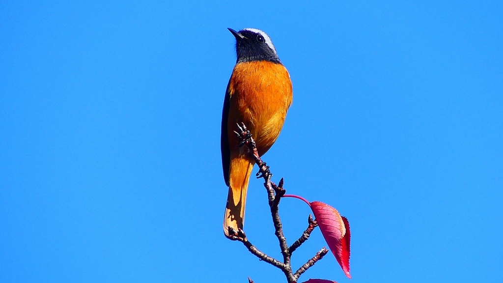 P2360197：ジョウビタキ（オス）