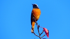 P2360197：ジョウビタキ（オス）