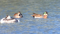 DSCN7983：トモエガモ（オス）