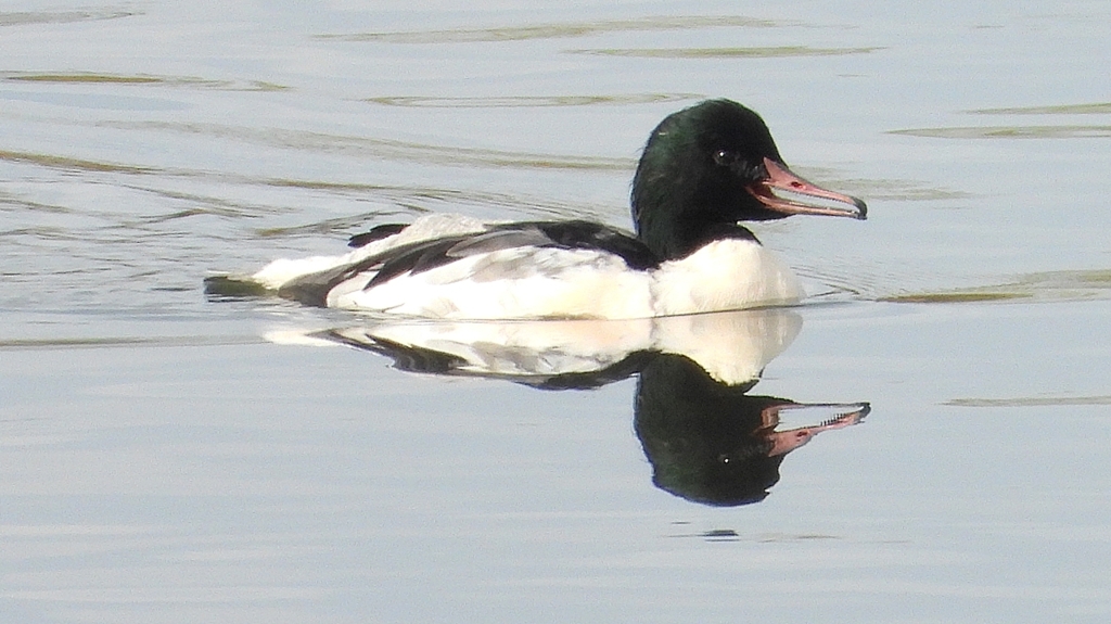 DSCN3077：カワアイサ（オス）