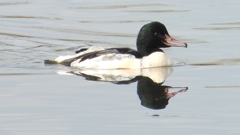 DSCN3077：カワアイサ（オス）