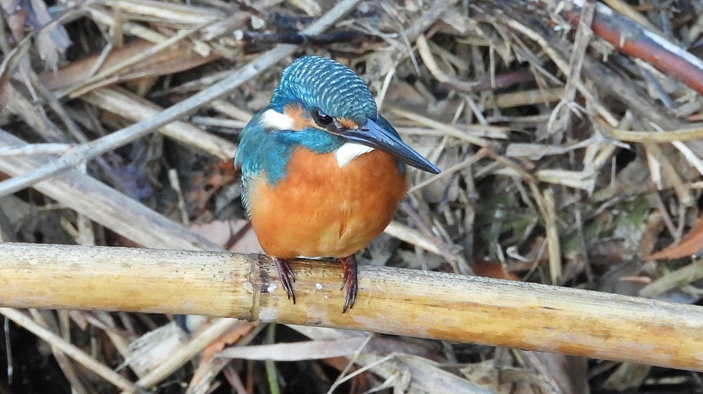 DSCN5127：カワセミ（オス）