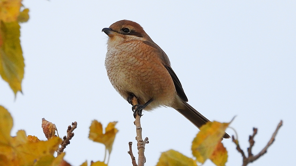 DSCN0702：モズ（メス）