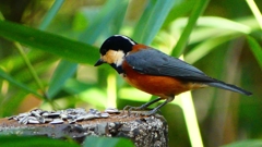 P2360290：ヤマガラ