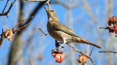 DSCN8881：ハチジョウツグミ