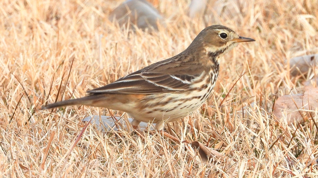 DSCN7607：タヒバリ