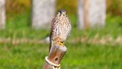 P2340508：チョウゲンボウ