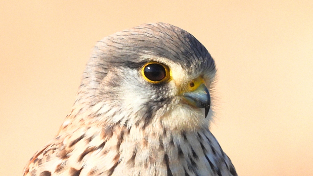 DSCN6717：チョウゲンボウ