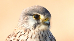 DSCN6717：チョウゲンボウ