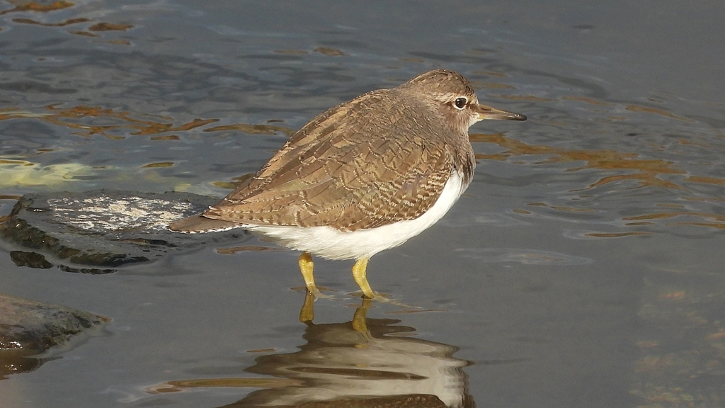 DSCN4006：イソシギ